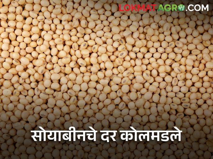 maharashtra agriculture farmer todays soybean rates in market yard | आजही सोयाबीनला मिळाला नाही हमीभावाएवढा दर