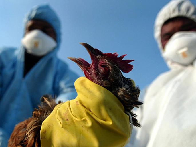 Bird flu alert in states chicken eggs safe know about precautions expert | Dont worry! चिकन खाल्यास बर्ड फ्लूचा धोका नाही; फक्त 'ही' काळजी घ्यावी लागणार, तज्ज्ञांचा सल्ला Bird flu alert in states chicken eggs safe know about precautions expert | Dont worry! चिकन खाल्यास बर्ड फ्लूचा धोका नाही; फक्त 'ही' काळजी घ्यावी लागणार, तज्ज्ञांचा सल्ला