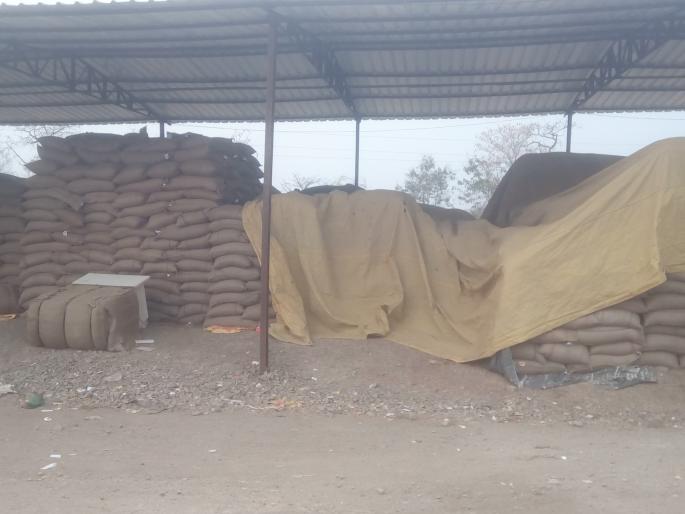 The 1500 quintal tur bought by the farmers was made by Nafeed | शेतकऱ्यांकडून खरेदी केलेली १५०० किंटल तूर ‘नाफेड’ने केली परत The 1500 quintal tur bought by the farmers was made by Nafeed | शेतकऱ्यांकडून खरेदी केलेली १५०० किंटल तूर ‘नाफेड’ने केली परत