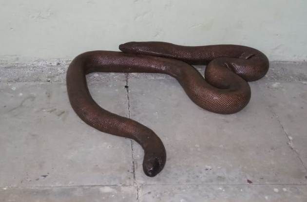 Mandal snake species found in Darayapur in Amravati district | अमरावती जिल्ह्यातील दर्यापुरात आढळला मांडूळ प्रजातीचा साप Mandal snake species found in Darayapur in Amravati district | अमरावती जिल्ह्यातील दर्यापुरात आढळला मांडूळ प्रजातीचा साप
