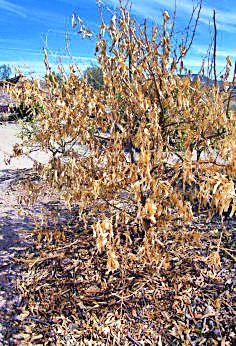 On the way to dry the Orange Bagh in California, Vidarbha | विदर्भाच्या कॅलिफोर्नियात संत्राबागा सुकण्याच्या मार्गावर On the way to dry the Orange Bagh in California, Vidarbha | विदर्भाच्या कॅलिफोर्नियात संत्राबागा सुकण्याच्या मार्गावर