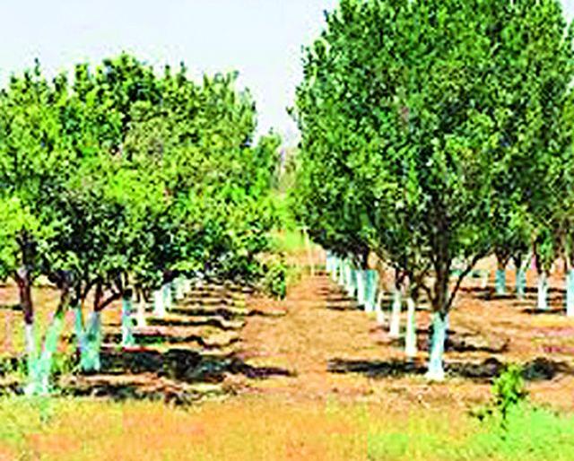 'Vidharbha's California' technology failed due to lack of technology | ‘विदर्भाचा कॅलिफोर्निया’ तंत्रज्ञानाअभावी भकास 'Vidharbha's California' technology failed due to lack of technology | ‘विदर्भाचा कॅलिफोर्निया’ तंत्रज्ञानाअभावी भकास