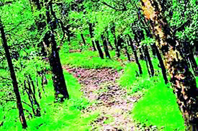 The work plan of the forests was wrapped up | वनजमिनींची कार्य आयोजना गुंडाळली The work plan of the forests was wrapped up | वनजमिनींची कार्य आयोजना गुंडाळली