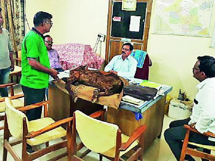 Dead goat livestock deputy commissioner | मृत शेळी पशुधन उपायुक्तांच्या दालनात Dead goat livestock deputy commissioner | मृत शेळी पशुधन उपायुक्तांच्या दालनात