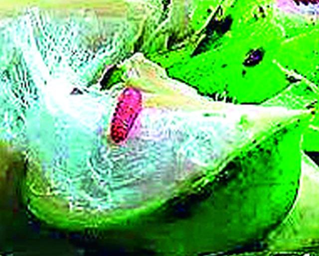 61 crore of Bondly damaged damages | पेरणीपूर्व मिळणार बोंडअळी नुकसानीचे ६१ कोटी