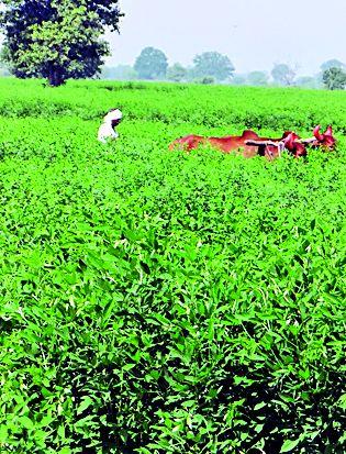 Cloudy atmosphere prevents the disadvantage of pest control | ढगाळ वातावरण तुरीला बाधक, शेंगा पोखरणाºया अळीचा प्रादुर्भाव Cloudy atmosphere prevents the disadvantage of pest control | ढगाळ वातावरण तुरीला बाधक, शेंगा पोखरणाºया अळीचा प्रादुर्भाव