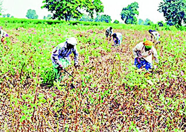 Six talukas drought! | सहा तालुक्यांत दुष्काळ !