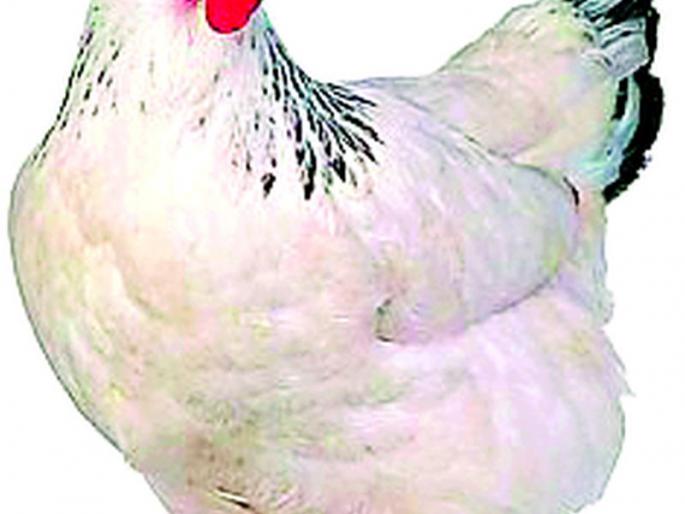 Poultry business hits Rs 29 crore | पोल्ट्री व्यवसायाला २९ कोटींचा फटका Poultry business hits Rs 29 crore | पोल्ट्री व्यवसायाला २९ कोटींचा फटका