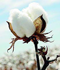 'NDRF help, rest Ram Bharose | ‘एनडीआरएफ’ची मदत, बाकी रामभरोसे 'NDRF help, rest Ram Bharose | ‘एनडीआरएफ’ची मदत, बाकी रामभरोसे