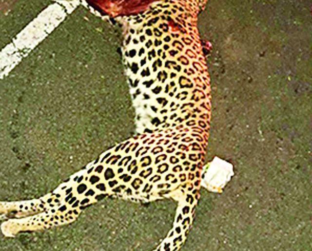 A female victim became the victim of illegal sand transport | मादी बिबट ठरली अवैध रेती वाहतुकीचा बळी