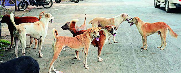 200 on paper, actually 10 to 12 surgeries | कागदावर २००, प्रत्यक्षात १० ते १२ शल्यक्रिया 200 on paper, actually 10 to 12 surgeries | कागदावर २००, प्रत्यक्षात १० ते १२ शल्यक्रिया