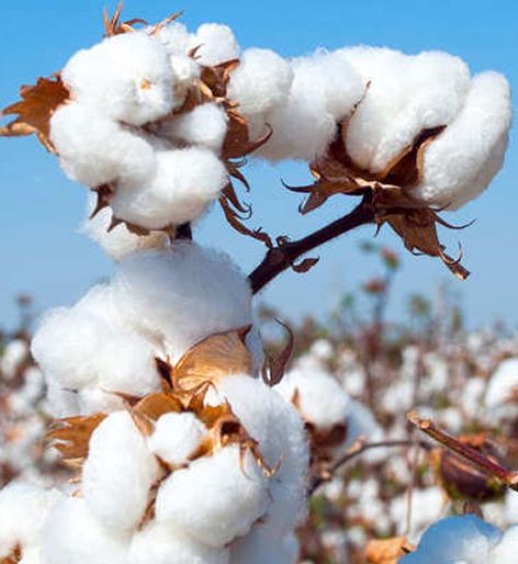 Purchase 1 lakh 8 thousand quintals of cotton at two centers | ९ केंद्रांवर ४ लाख ७७ हजार क्विंटल कापूस खरेदी