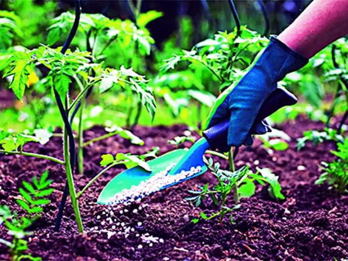 Chemical fertilizers will now cost Rs 1,600 more per hectare | रासायनिक खतांसाठी आता हेक्टरी १६०० रुपये अधिक मोजावे लागतील Chemical fertilizers will now cost Rs 1,600 more per hectare | रासायनिक खतांसाठी आता हेक्टरी १६०० रुपये अधिक मोजावे लागतील