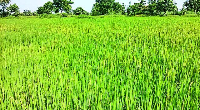 Paddy florist, expectation of growth in production | धान फुलोऱ्यावर, उत्पादनात वाढीची अपेक्षा Paddy florist, expectation of growth in production | धान फुलोऱ्यावर, उत्पादनात वाढीची अपेक्षा