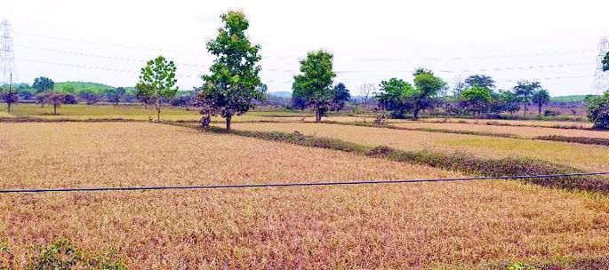 Only weeds in the field after the flood | महापुरानंतर शेतात केवळ तणस