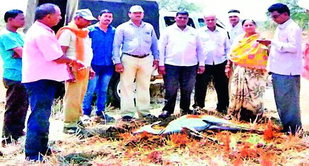 Kilden death in search of water | पाण्याच्या शोधात काळवीटचा मृत्यू Kilden death in search of water | पाण्याच्या शोधात काळवीटचा मृत्यू