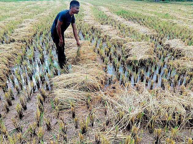 Harvested paddy fields | कापणीयोग्य धानपीक पाण्याखाली Harvested paddy fields | कापणीयोग्य धानपीक पाण्याखाली
