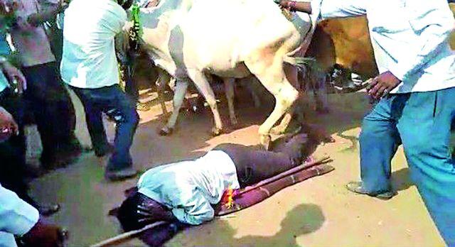 There is a tradition of running from Gorhan | गोधन अंगावरून धावण्याची परंपरा कायम There is a tradition of running from Gorhan | गोधन अंगावरून धावण्याची परंपरा कायम