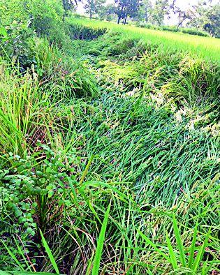 Rosewood farm | रानडुकरांचा शेतात धुमाकूळ Rosewood farm | रानडुकरांचा शेतात धुमाकूळ