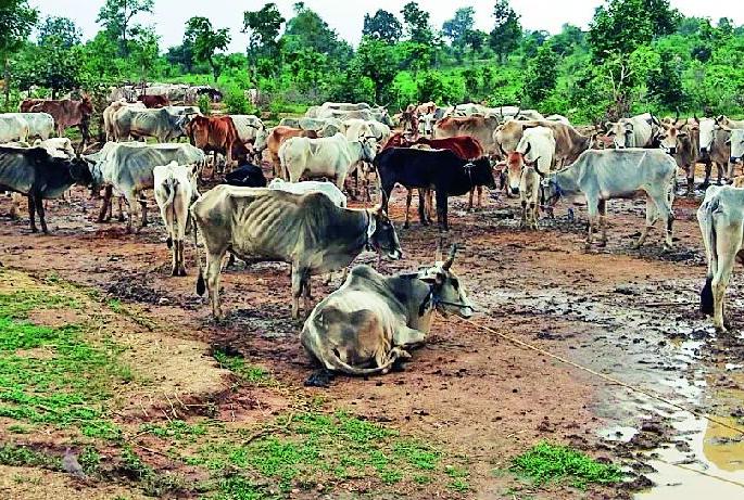 The smuggling of animals in Andhra Pradesh's Thalgaon Thane district | आंधळगाव ठाण्याच्या हद्दीत जनावरांची तस्करी जोमात