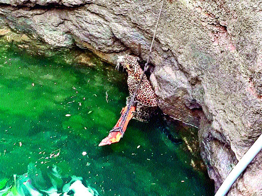 Leopard from the leopard well | बिबट्या विहिरीतून सुखरूप Leopard from the leopard well | बिबट्या विहिरीतून सुखरूप