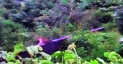 Stuck on the walls of the guard with a leopard | बिबट्याने दिला संरक्षक भिंतीवर ठिय्या Stuck on the walls of the guard with a leopard | बिबट्याने दिला संरक्षक भिंतीवर ठिय्या