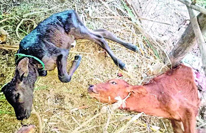Four cows and two bulls were killed in a leopard attack | बिबट्याच्या हल्ल्यात चार गायी व दोन बछडे ठार Four cows and two bulls were killed in a leopard attack | बिबट्याच्या हल्ल्यात चार गायी व दोन बछडे ठार