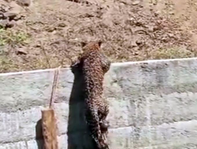 The leopard rescued himself from the well | विहिरीतून बिबट्याने स्वत:च करून घेतली सुटका The leopard rescued himself from the well | विहिरीतून बिबट्याने स्वत:च करून घेतली सुटका