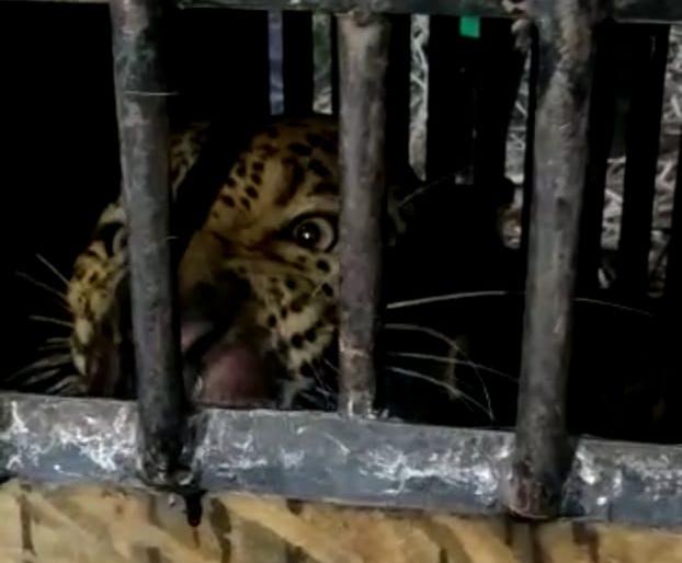 Dissatisfied with Vichuradalvi Shiva | विंचुरदळवी शिवारात बिबट्या जेरबंद Dissatisfied with Vichuradalvi Shiva | विंचुरदळवी शिवारात बिबट्या जेरबंद