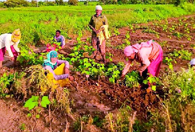 Cotton weeds did not get labor | कपाशीच्या निंदणाला मजूरच मिळेना Cotton weeds did not get labor | कपाशीच्या निंदणाला मजूरच मिळेना