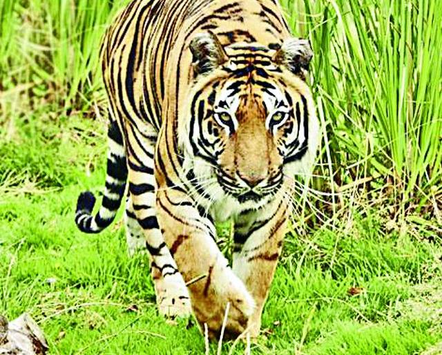 Agriculture left over by Wagh | वाघाच्या दहशतीने सोडली शेतीची जागली