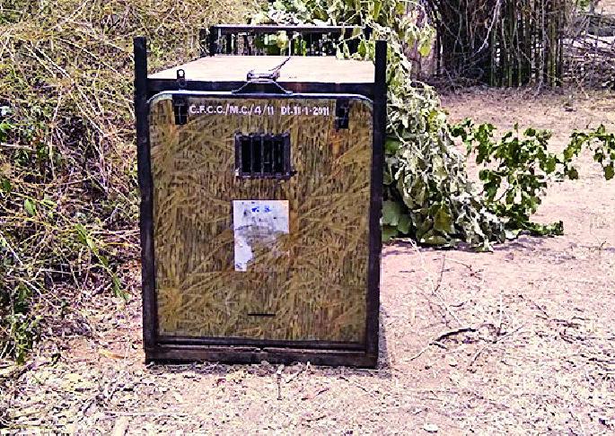 Prepare the shooter to make the leopard unconscious | गडबोरीत बिबट्याला बेशुद्ध करण्यासाठी शुटर सज्ज