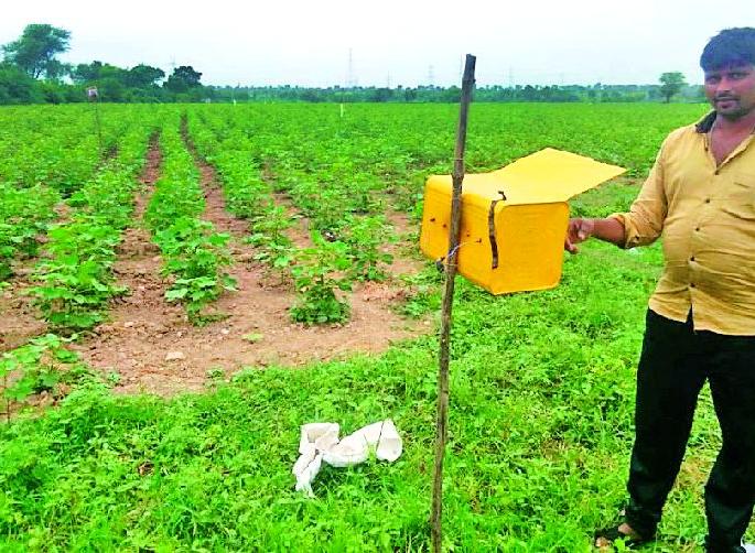The farmers shook the cotton bowl | कपाशीवरील बोंडअळीने शेतकरी हादरले