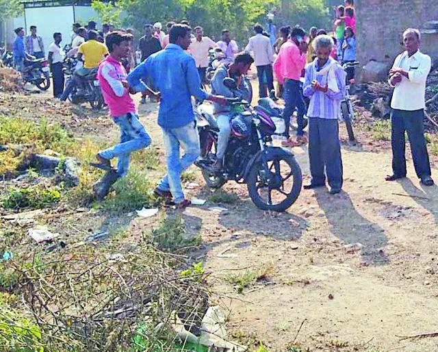 The bulls killed in tiger attack | वाघाच्या हल्ल्यात बैल ठार The bulls killed in tiger attack | वाघाच्या हल्ल्यात बैल ठार