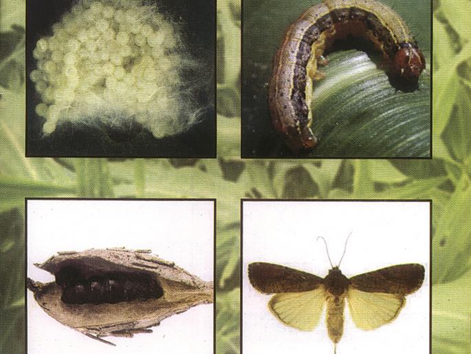 Now threat of US military worm on BT cotton | कपाशीवर आता अमेरिकन लष्करी अळीचा धोका! Now threat of US military worm on BT cotton | कपाशीवर आता अमेरिकन लष्करी अळीचा धोका!