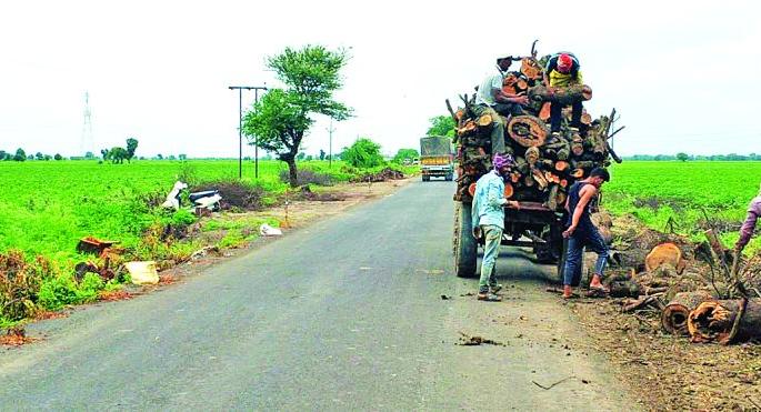 Thousands of trees slaughtered for highway widening | महामार्ग रुंदीकरणासाठी निंबाच्या ९९७ वृक्षांसह हजारो झाडांची कत्तल Thousands of trees slaughtered for highway widening | महामार्ग रुंदीकरणासाठी निंबाच्या ९९७ वृक्षांसह हजारो झाडांची कत्तल