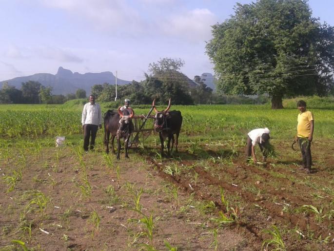 Four acres of plowed plow in the temple | देवळ्यात चार एकर मक्यावर फिरविला नांगर