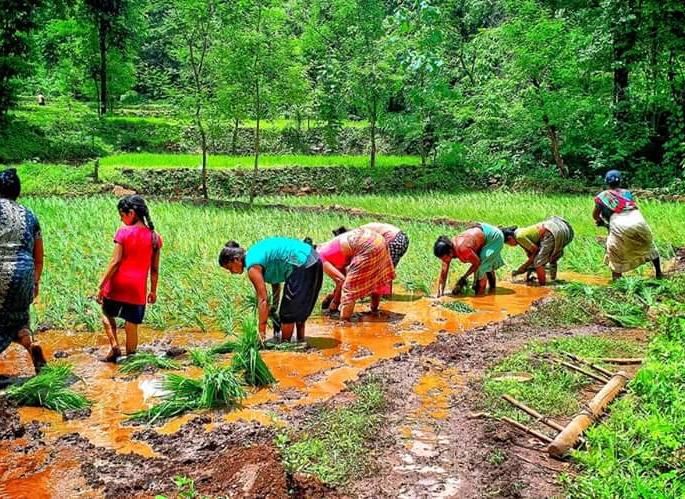 Almost all the works of Devagavi Avani | देवगावी आवणीच्या कामांची लगबग Almost all the works of Devagavi Avani | देवगावी आवणीच्या कामांची लगबग