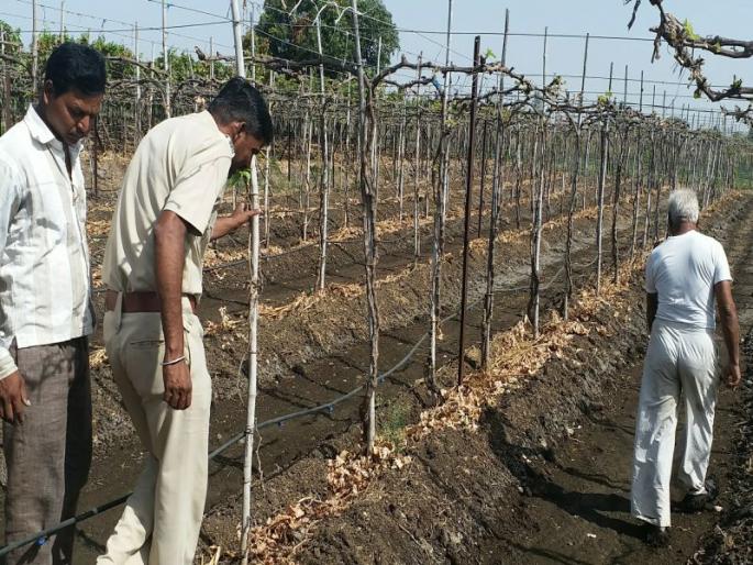The slaughter of the leopard killed | बिबट्याच्या हल्यात वासरू ठार The slaughter of the leopard killed | बिबट्याच्या हल्यात वासरू ठार