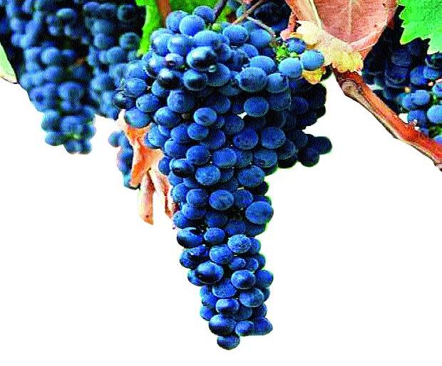 Increase in the export of grape | द्राक्ष निर्यातीत वाढ Increase in the export of grape | द्राक्ष निर्यातीत वाढ