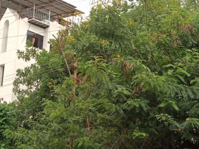 Power outages; Electrical wires stuck in tree branches | पुरवठा खंडित होऊन विजेचा लंपडाव ; झाडांच्या फांद्यांमध्ये अडकल्या विद्युत तारा Power outages; Electrical wires stuck in tree branches | पुरवठा खंडित होऊन विजेचा लंपडाव ; झाडांच्या फांद्यांमध्ये अडकल्या विद्युत तारा