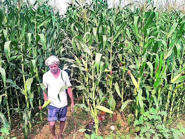 The cultivation of maize crops increased | मका पिकाचे लागवड क्षेत्र वाढले The cultivation of maize crops increased | मका पिकाचे लागवड क्षेत्र वाढले