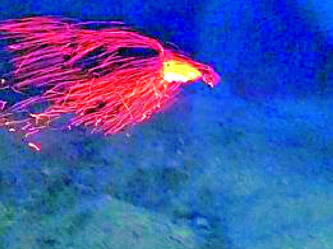 Danger of deforestation due to burning trees | जळत्या झाडांमुळे वनव्याचा धोका