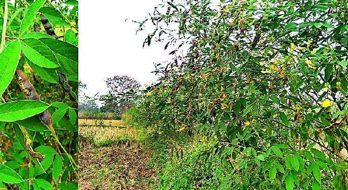 Rabi crops threatened due to cloudy weather | ढगाळ वातावरणामुळे रबी पिके धोक्यात Rabi crops threatened due to cloudy weather | ढगाळ वातावरणामुळे रबी पिके धोक्यात