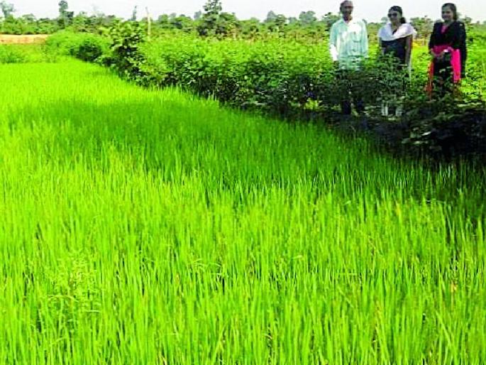 Thunderstorm effect on paddy crop | धान पिकावर तुडतुड्याचा प्रभाव Thunderstorm effect on paddy crop | धान पिकावर तुडतुड्याचा प्रभाव