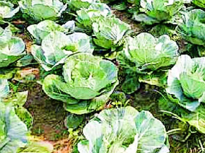 Vegetable crop at 640 hectare area | ६४० हेक्टर क्षेत्रावर भाजीपाला पिकाची लागवड