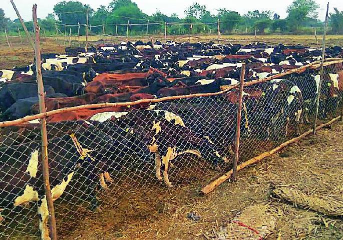 Fridgewalled cows hung in the name of the project | प्रकल्पाच्या नावावर लाटल्या फ्रिजवाल गायी Fridgewalled cows hung in the name of the project | प्रकल्पाच्या नावावर लाटल्या फ्रिजवाल गायी