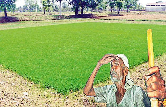 Roofing out of absence of rain | पावसाअभावी रोवण्या खोळंबल्या