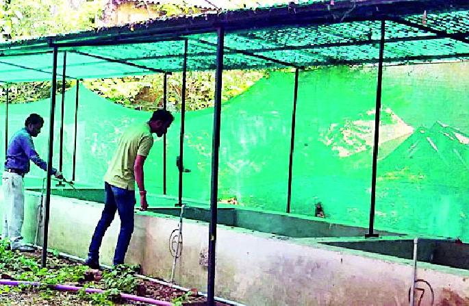 Excluding wet waste from the production of vermicelli fertilizer | गांडूळ खत निर्मितीतून ओल्या कचऱ्याचे निर्मुलन Excluding wet waste from the production of vermicelli fertilizer | गांडूळ खत निर्मितीतून ओल्या कचऱ्याचे निर्मुलन