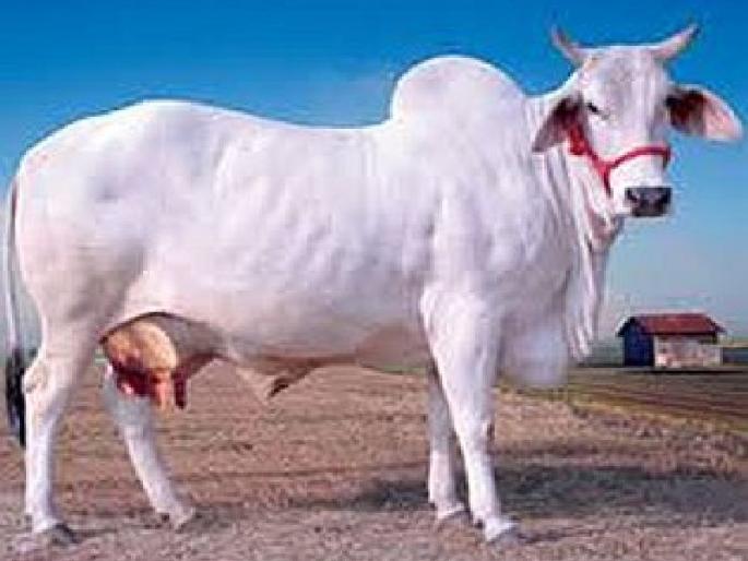 Kamdhenu project to increase milk production | दुग्ध उत्पादन वाढविण्यासाठी कामधेनू प्रकल्प Kamdhenu project to increase milk production | दुग्ध उत्पादन वाढविण्यासाठी कामधेनू प्रकल्प